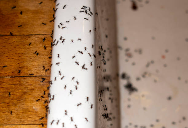 Best Pest Control Treatment  in Pleasant Hills, MD