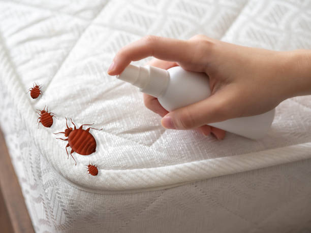 Best Local Pest Control Services  in Pleasant Hills, MD